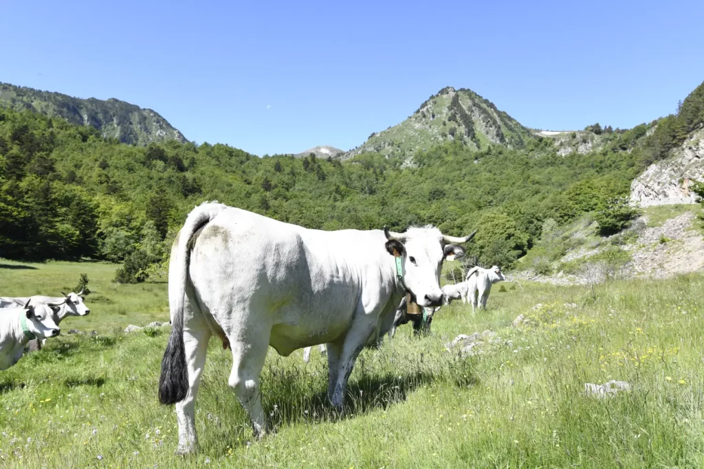 edition-un-chef-un-terroir-gastronomie-producteurs-traditions-gastronomie-vins-viande-gasconne-qualite-produits-locaux-1