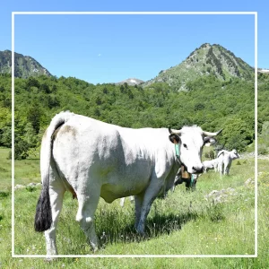edition-un-chef-un-terroir-gastronomie-producteurs-traditions-gastronomie-vins-viande-gasconne-qualite-produits-locaux-2
